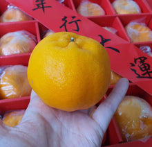 Load image into Gallery viewer, Festive Goodies: 25A Ponkan x 20 pcs (4 KG)