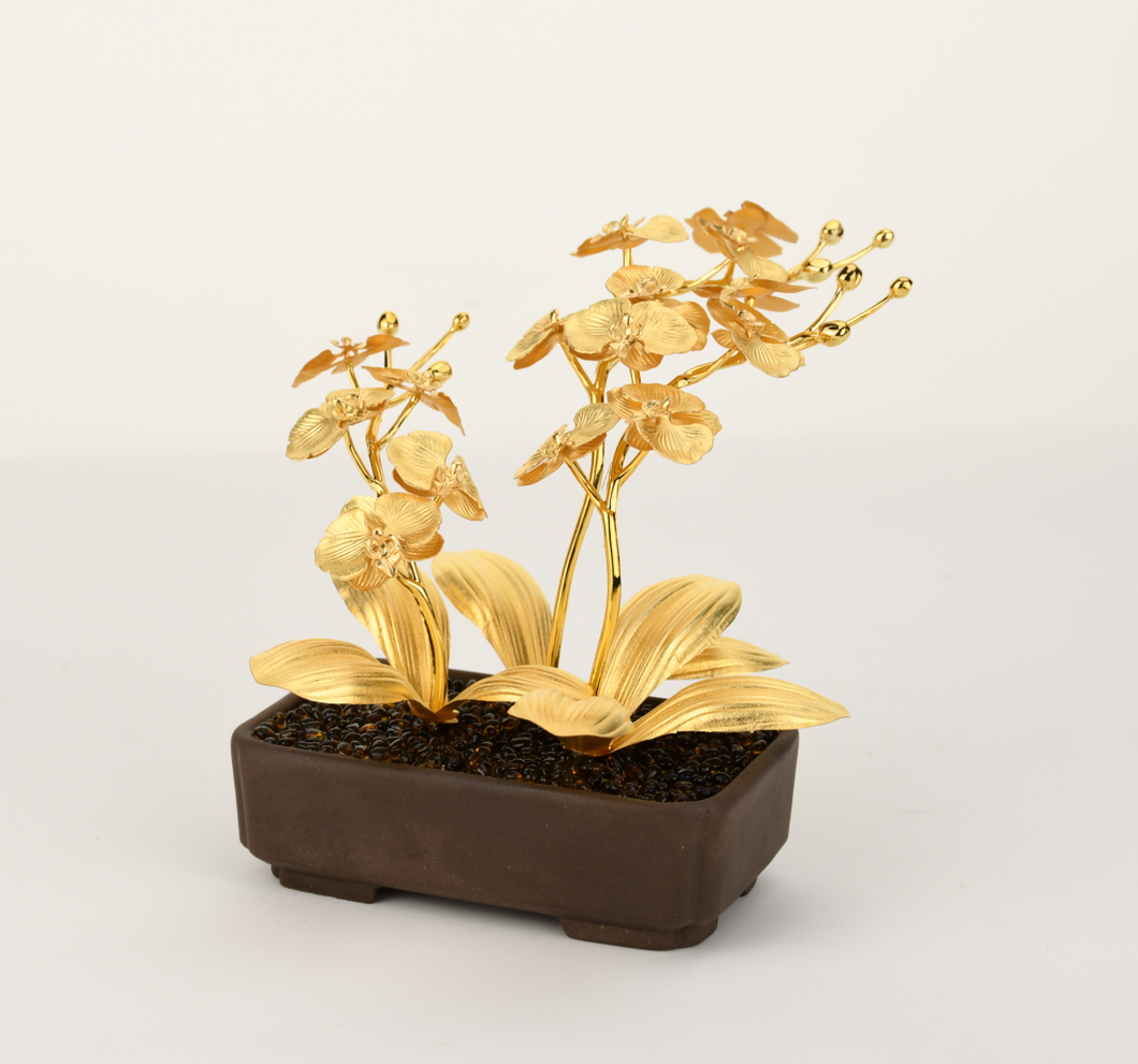 Festive Gifts: Long Large Phalaenopsis (Moth Orchid) In Purple Clay Pot