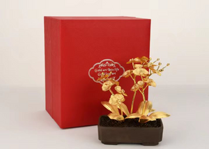 Festive Gifts: Long Large Phalaenopsis (Moth Orchid) In Purple Clay Pot
